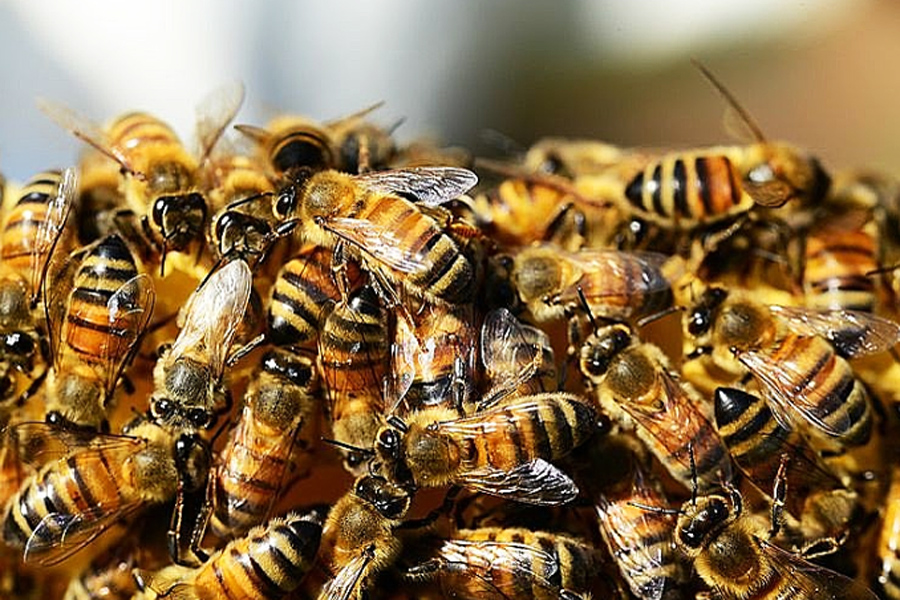 Arquivo/Agência Brasil