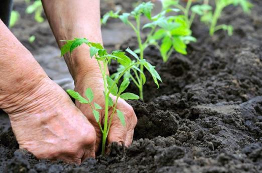 Semana da Alimentação debate alternativas para enfrentar emergência climática e insegurança alimentar