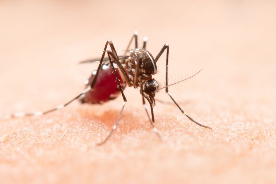 Cidade de São Paulo confirma segunda morte por dengue