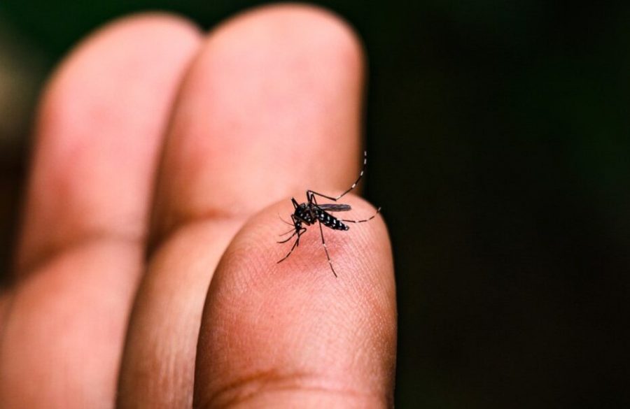 Baixada Santista registra pelo menos duas mortes por suspeita de dengue