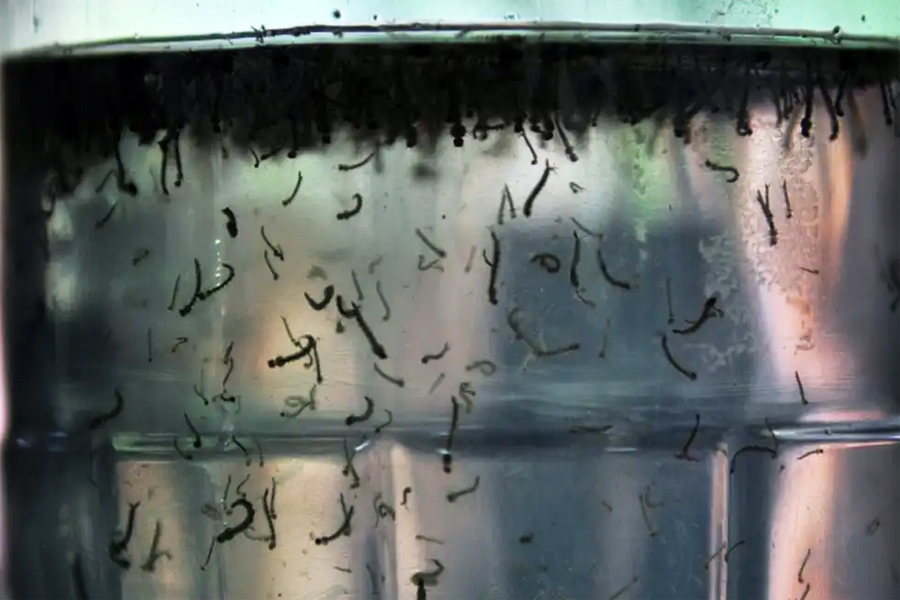 Baixada Santista está com seis mortes suspeitas de dengue neste ano