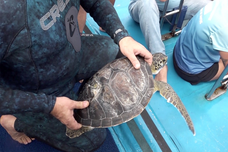 Tartarugas-verdes são devolvidas ao mar após serem resgatadas e cuidadas pelo Aquário de Santos