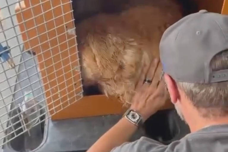 Gol suspende transporte de animais por 30 dias após morte de cachorro