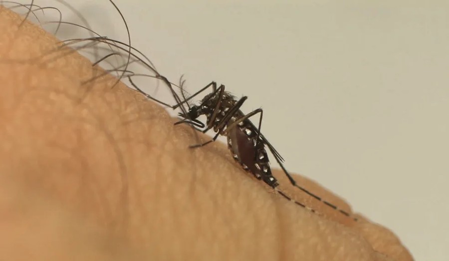 Baixada Santista registra sétima morte por dengue