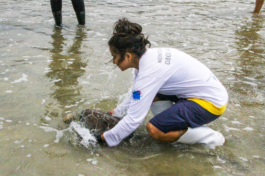 Tartaruga-verde volta ao mar após passar mais de sete meses em reabilitação