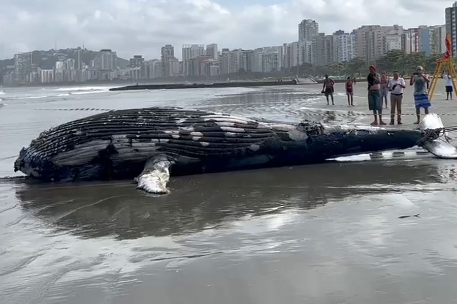 Baleia-jubarte é encontrada morta na Praia da Aparecida, em Santos; VÍDEOS
