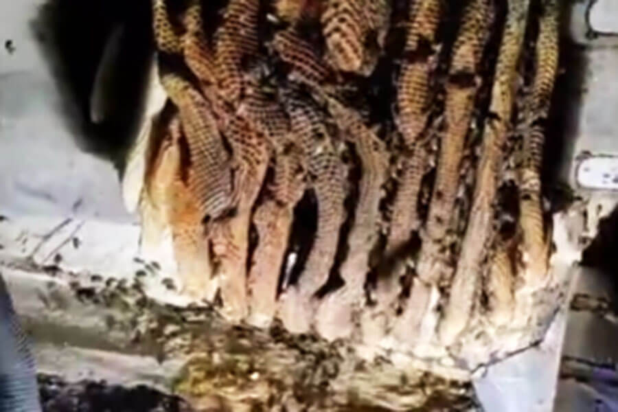 Homem cai de telhado em condomínio de luxo após ser atacado por milhares de abelhas; VÍDEO