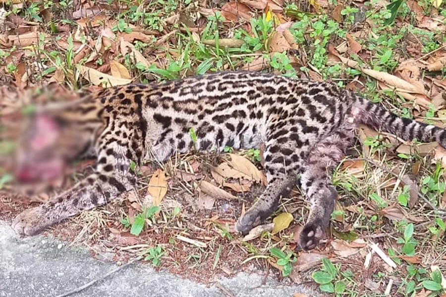 Jaguatirica morre atropelada em rodovia no litoral de SP