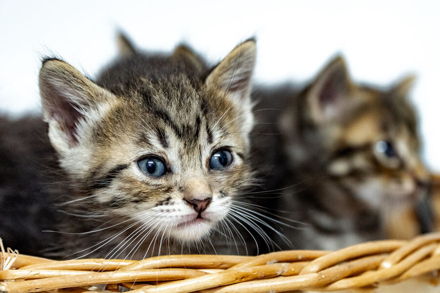 Mais de 140 pets estão disponíveis para adoção em Bertioga