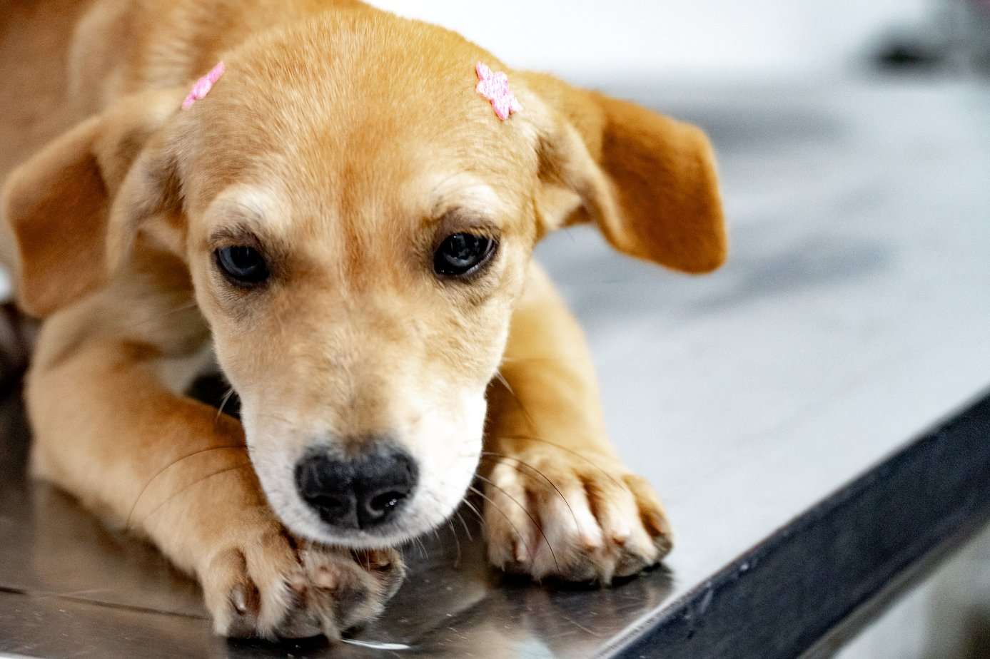 Bertioga tem 140 pets disponíveis para adoção; veja como adotar