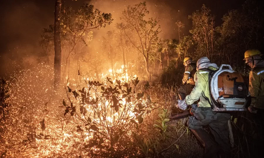 Florestas queimadas em SP somam área de quase meia capital paulista