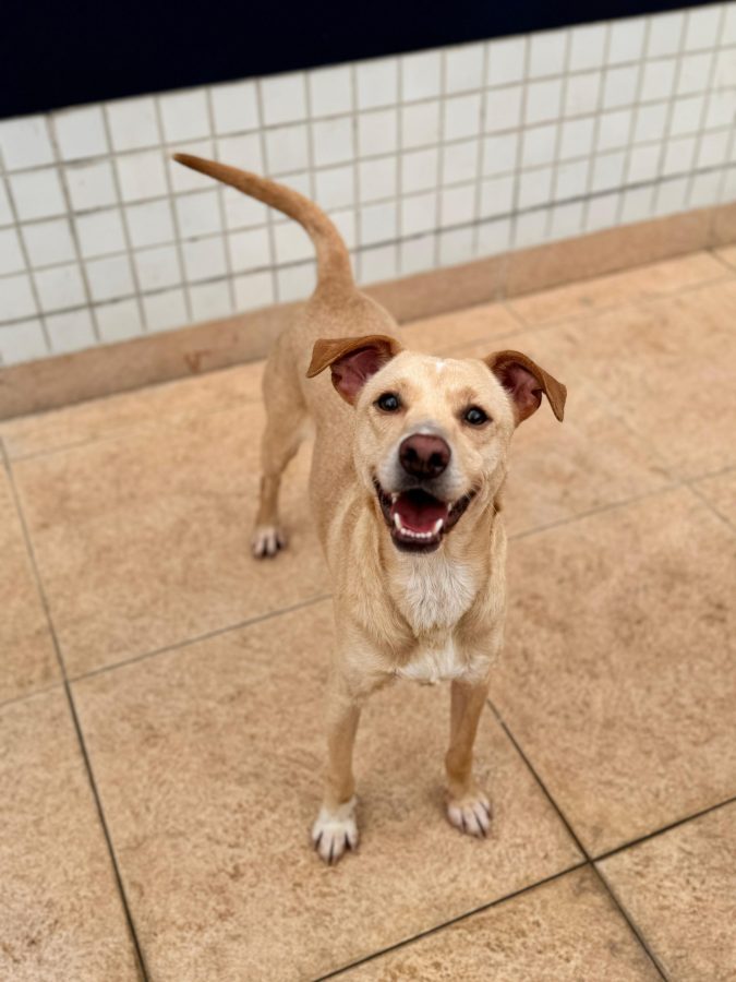 Shopping de Santos realiza evento de adoção de cães sobreviventes das enchentes no sul