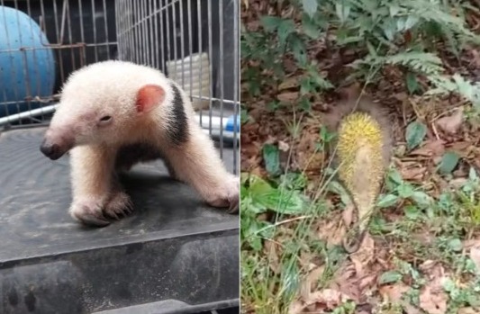 Ouriço e tamanduá são resgatados pela GCM Ambiental de Bertioga