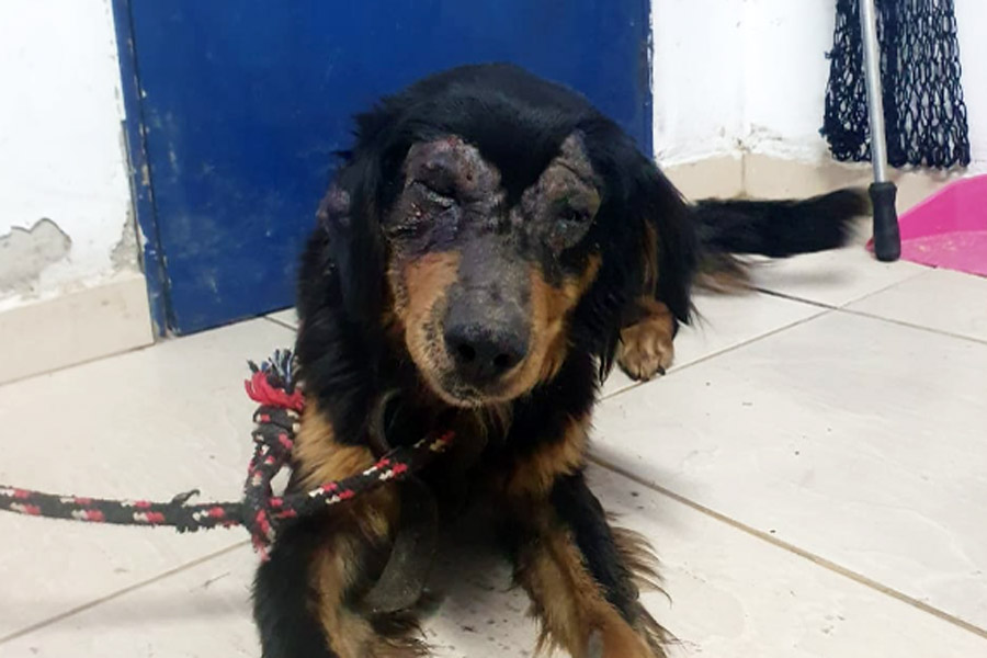 Cachorro ferido é resgatado por guardas civis e ambientais em canal de Bertioga