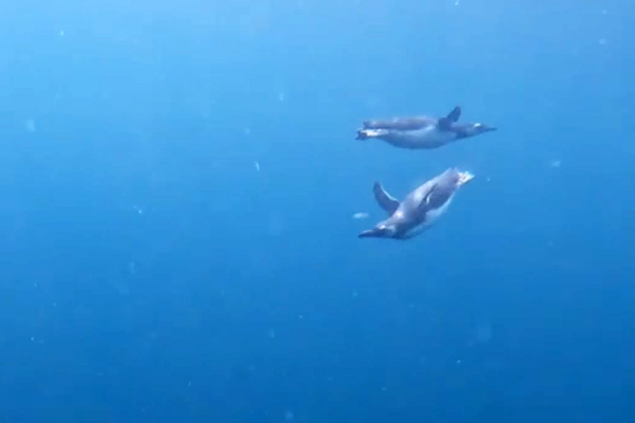 Após tratamento, lobo-marinho e pinguins são devolvidos ao mar na Laje de Santos; VÍDEO