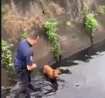 GCM resgata cachorro que caiu em canal em Praia Grande