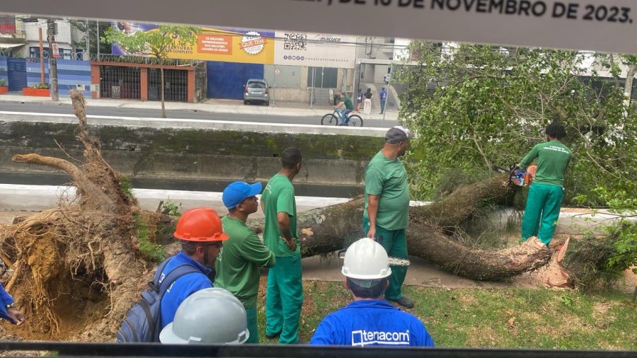 Ventos derrubam árvores e causam transtornos na cidades da Baixada Santista