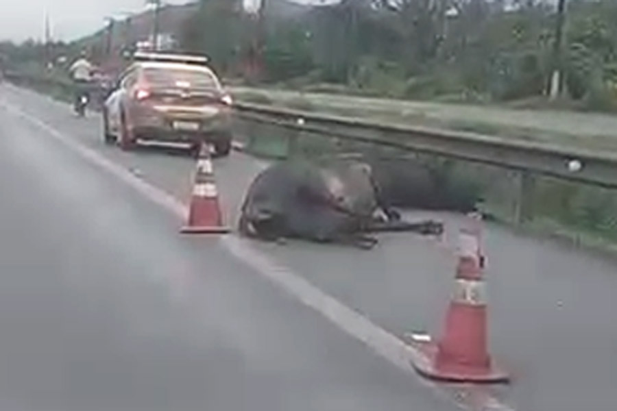 Búfalos morrem atropelados por caminhão em rodovia de Guarujá; VÍDEO