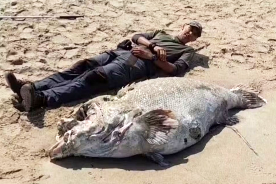 Mortes de mero, o 'peixe gigante', deixam biólogos em alerta no litoral paulista