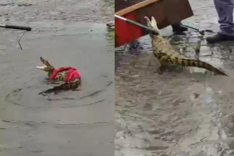 Bombeiros capturam jacaré em estacionamento de empresa em Cubatão; Vídeo