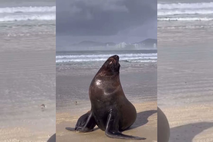 Leão-marinho é flagrado tomando banho de sol em Guarujá; Vídeo