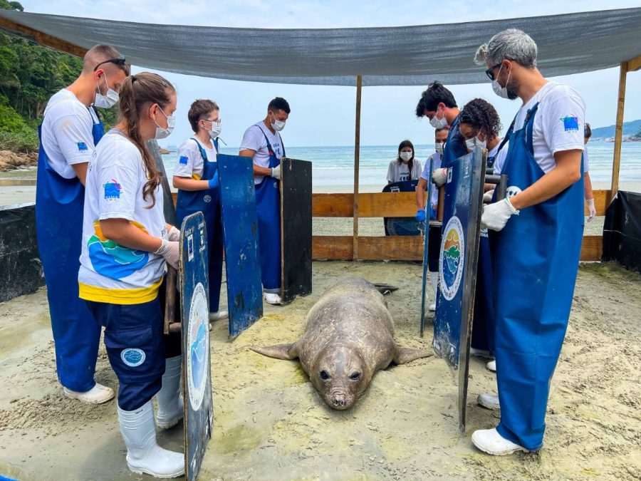 Elefante-marinho-do-sul retorna ao mar após sete dias de atendimento