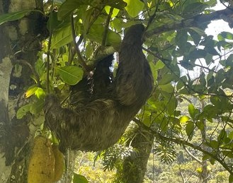 Bicho-preguiça é resgatado após 'passear' na traseira de caminhão em Guarujá; VÍDEO