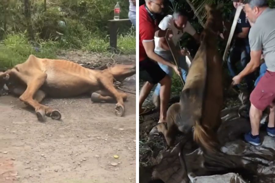 Égua é abandonada ferida e com larvas após cair em canal de Praia Grande; VÍDEO