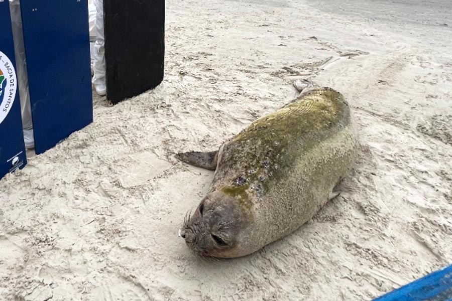 Elefante-marinho-do-sul é encontrado encalhado na Praia das Astúrias