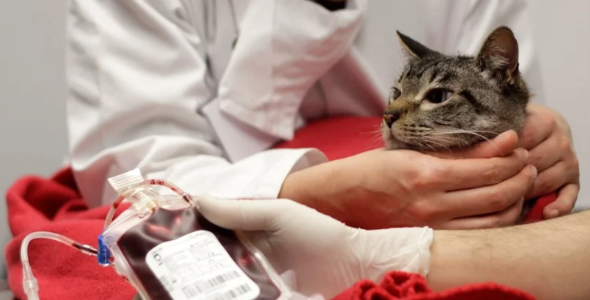 Cães e gatos podem ser doadores de sangue