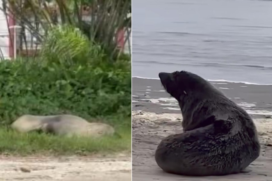 Lobo-marinho é resgatado para exames após ‘tour’ por praias da região; VÍDEO