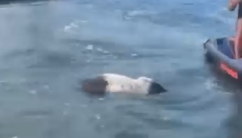 Motonautas se surpreendem com porco boiando em praia de Guarujá; VÍDEO