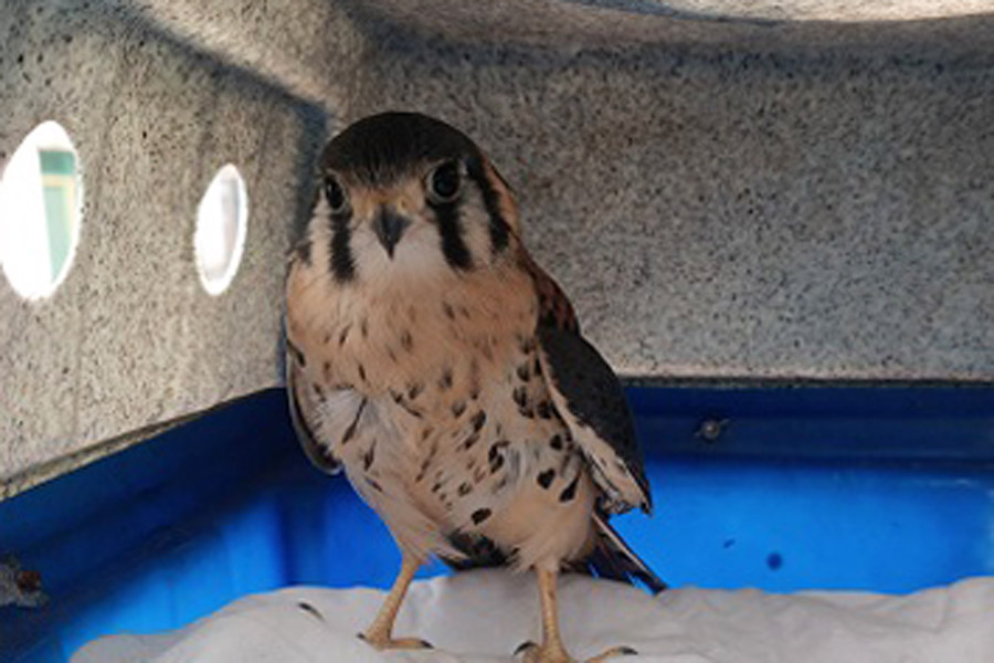 Divulgação/Guarda Ambiental de PG