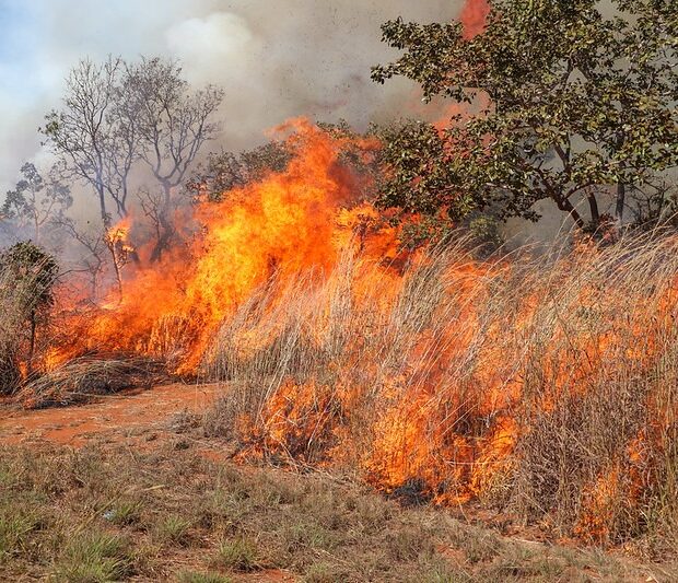 Área de vegetação queimada no Brasil cresceu 79% em 2024, aponta MapBiomas