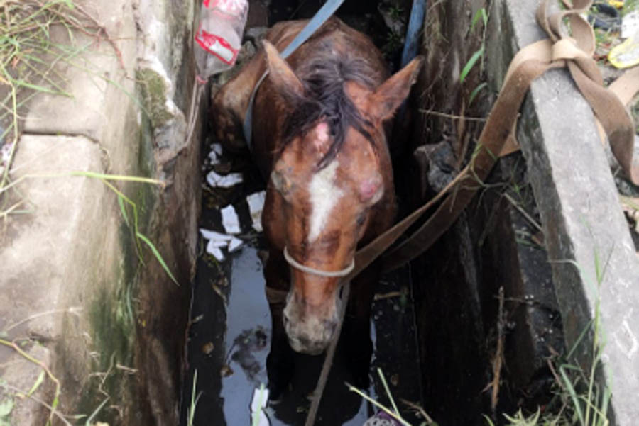 Cavalo é resgatado pelos bombeiros após cair dentro de um bueiro; VÍDEO