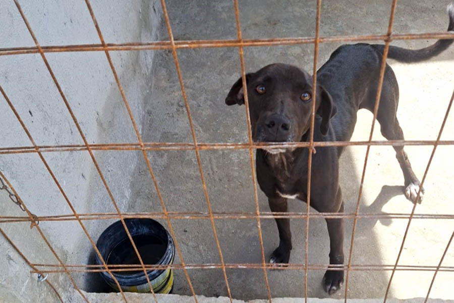 Divulgação/Prefeitura de Santos