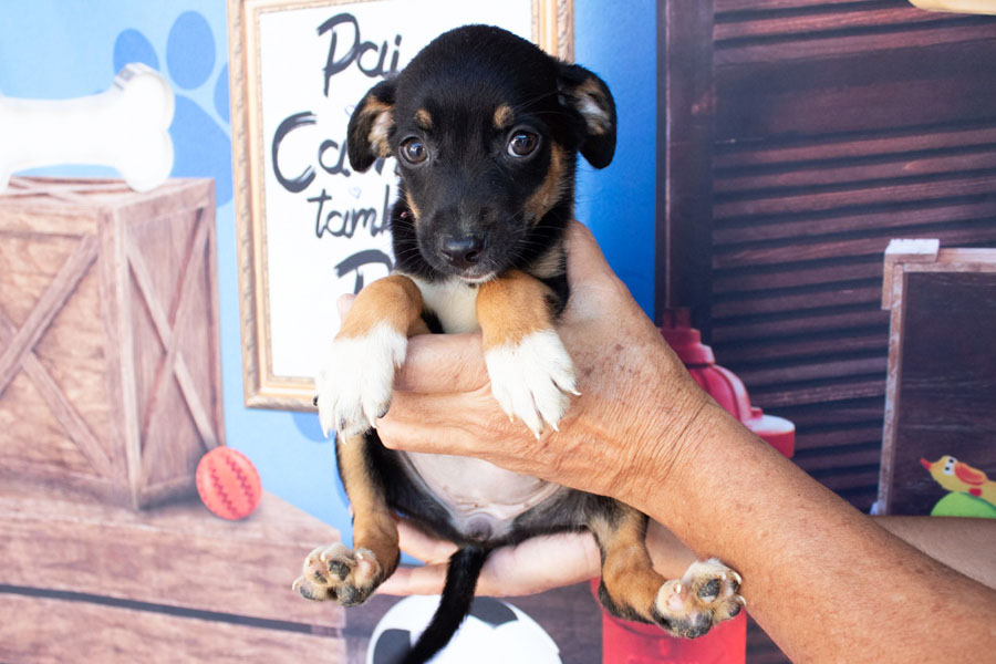 Totens para pets divulgam animais disponíveis para adoção em São Vicente