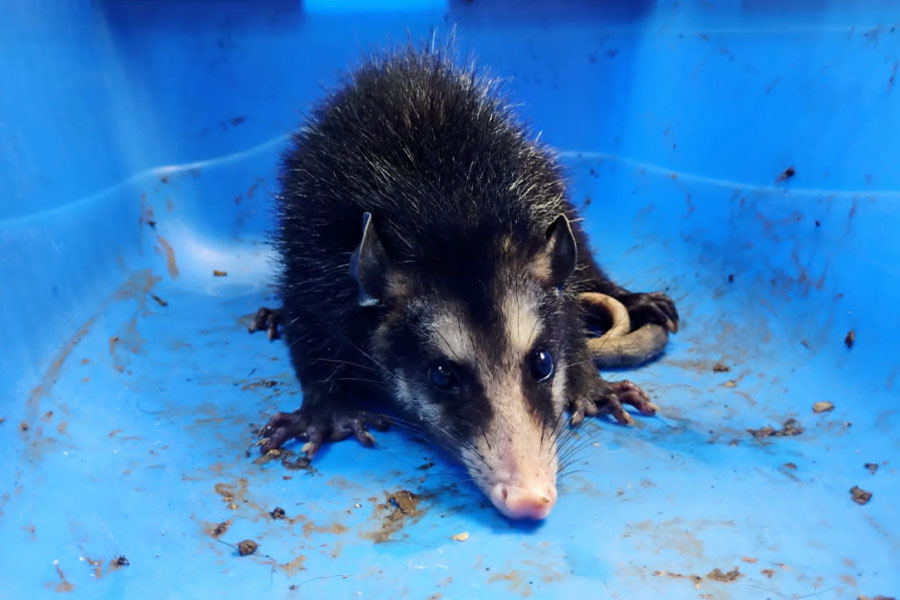 Divulgação/Prefeitura de São Vicente