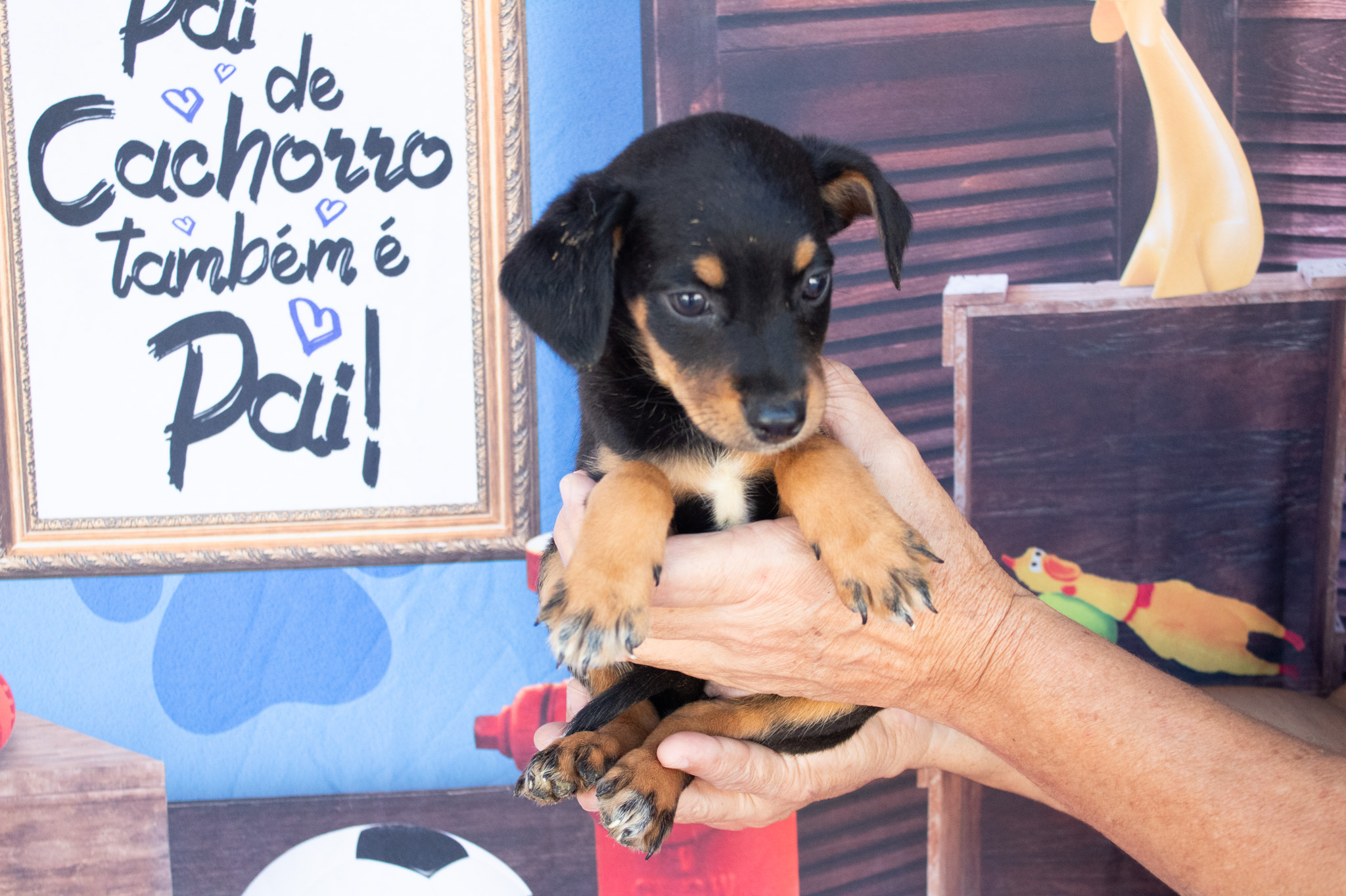 São Vicente celebra sucesso com adoções de animais abandonados em 2025