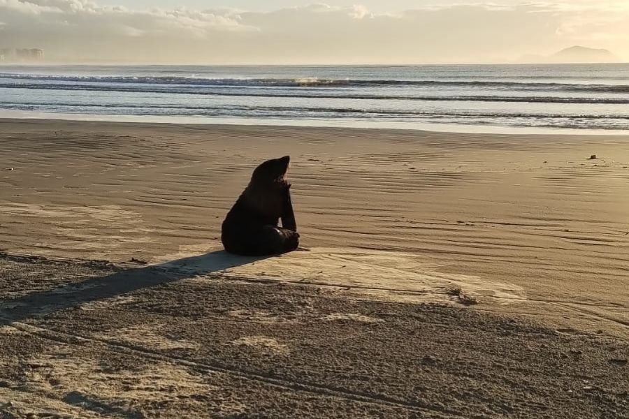 Após nova tentativa de soltura, lobo-marinho reaparece em Bertioga 