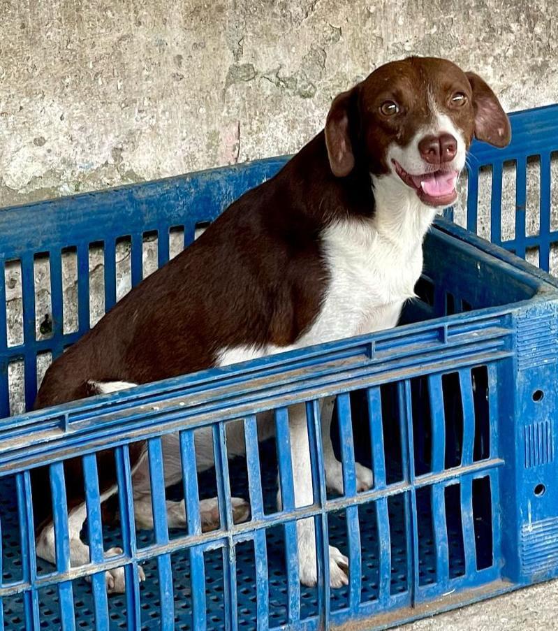 Guarujá realiza feira de adoção de animais neste sábado