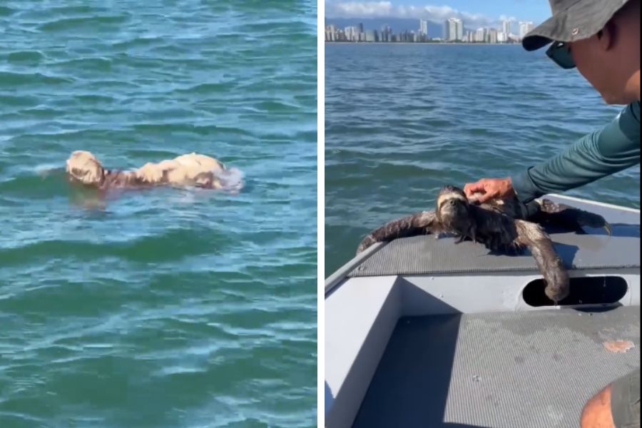 Bicho-preguiça é resgatado do meio do mar em Guarujá