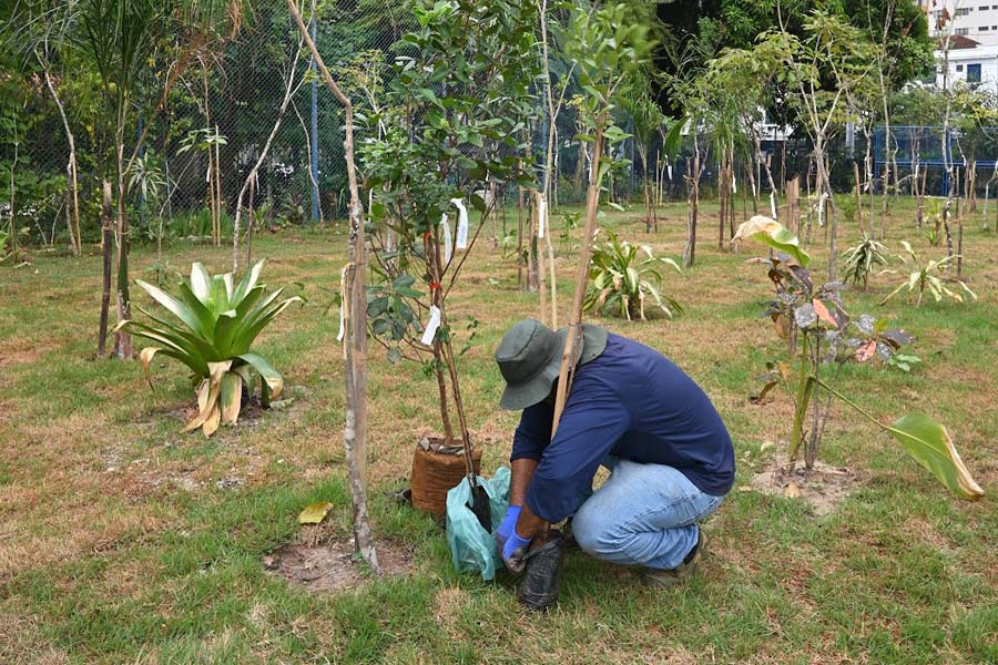 Programa Santos Sustentável vai plantar 10 mil árvores nos próximos quatro anos