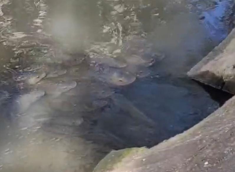 Reprodução/Instagram @santoseregiao