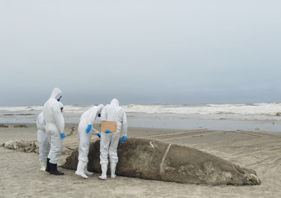 Divulgação/Instituto Biopesca