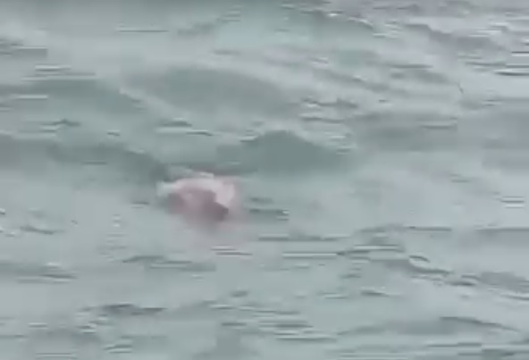 Reprodução/Guarujá Mil Grau