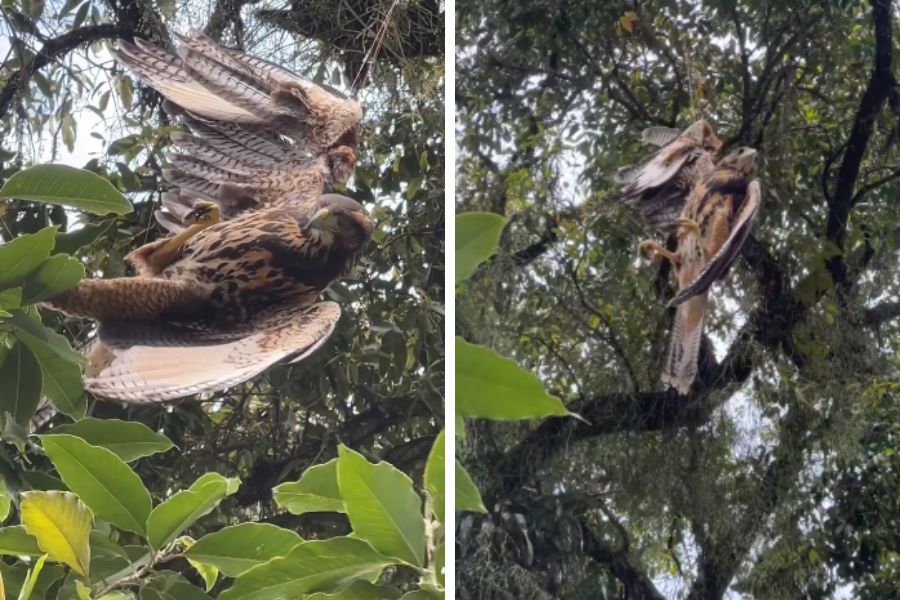 Reprodução/Leonardo Casadei