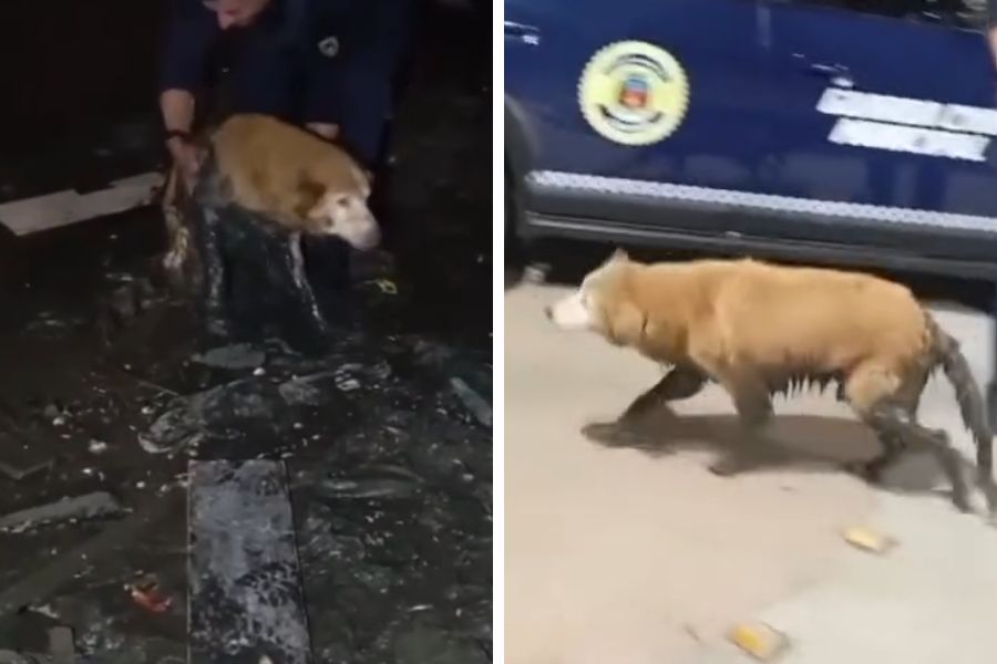 Divulgação/GCM Cubatão