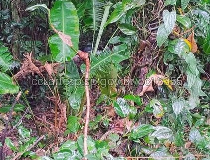 Divulgação/CCI Artesp