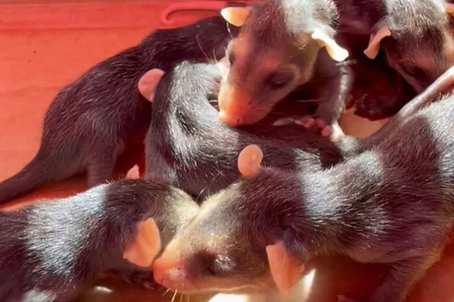 Divulgação/Prefeitura de Guarujá